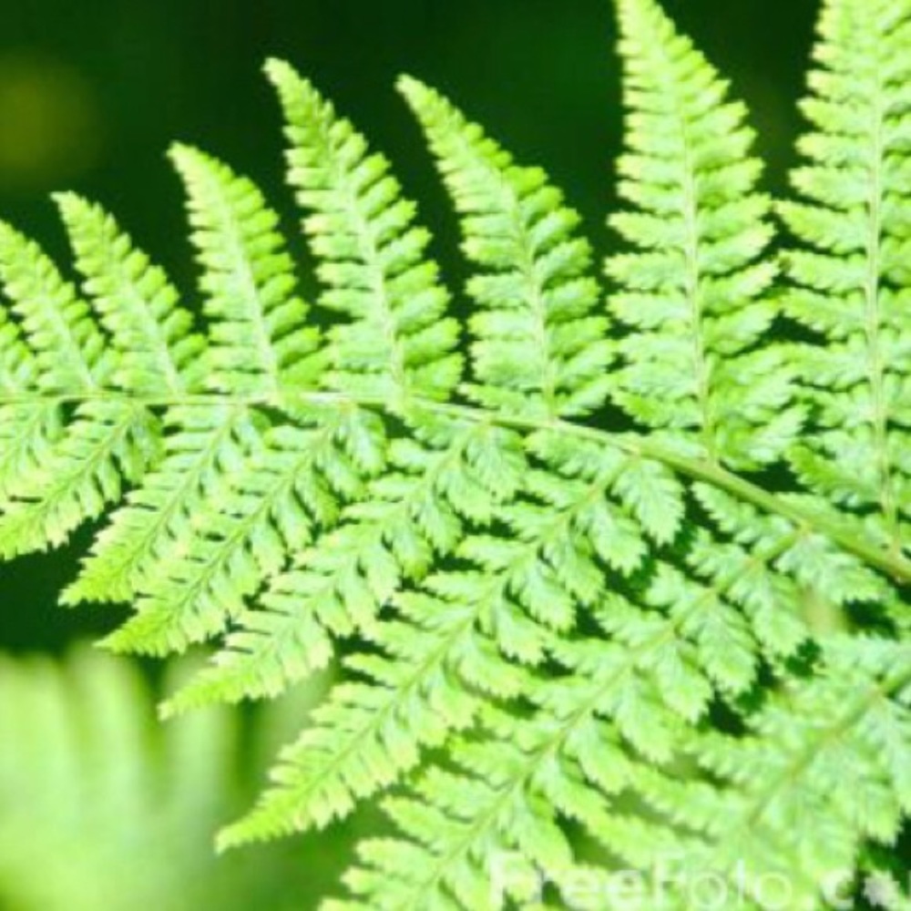 Meet your Posher, Liz